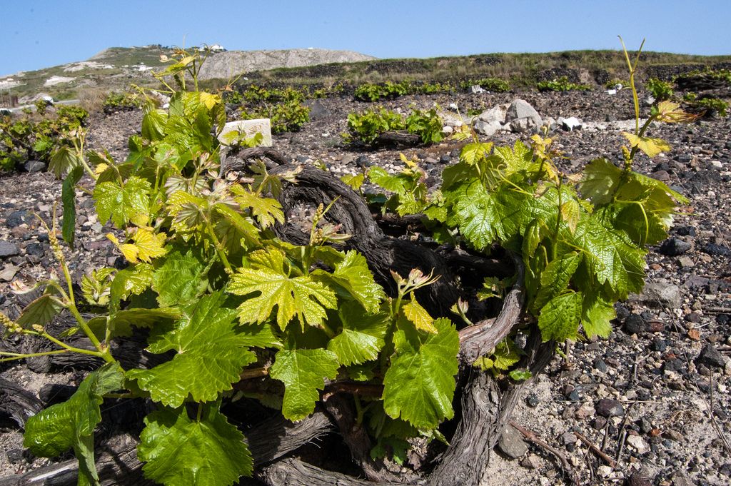 그리스 와인 산토리니 덩굴 아시르 티코