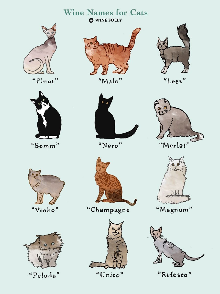 Vyno pavadinimai katėms Wine Folly iliustracijos