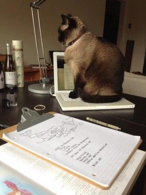 고양이 노트북 와인과 노트북