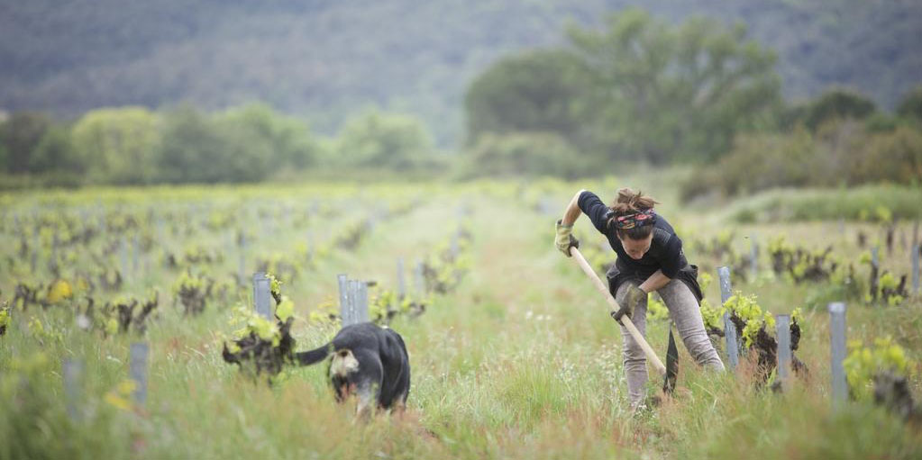 Une femme et un chien travaillant dans les vignobles de Wine Calling