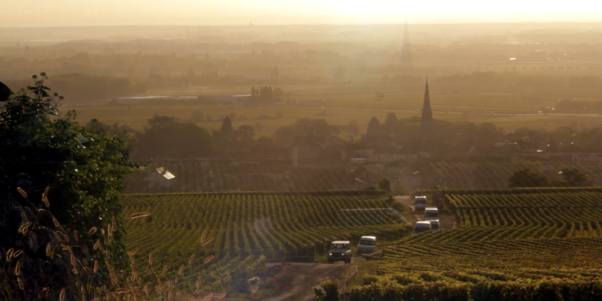Vinograd v Burgundiji.
