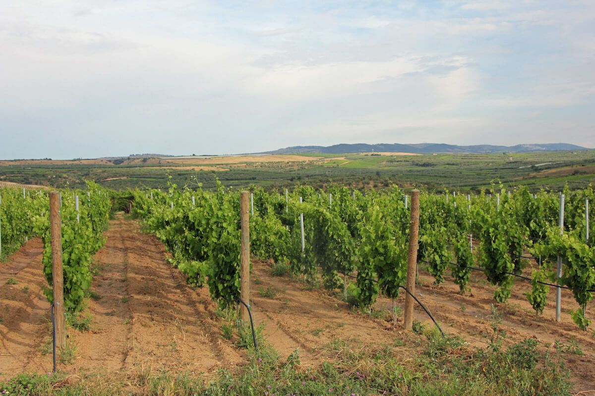 Una vinya prop de Canosa di Puglia.