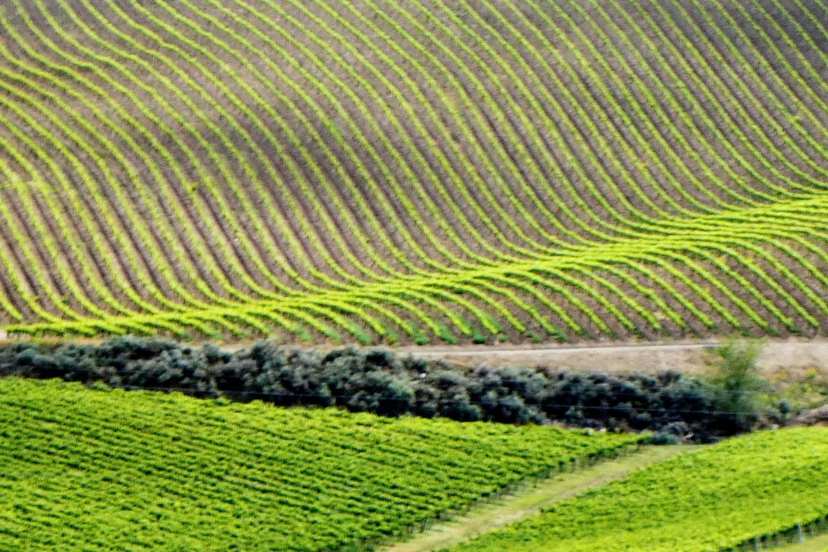 Les vinyes de la regió de Yakima a Washington.