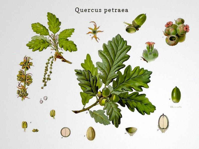 Quercus-petraea-europos-ąžuolas-vynui