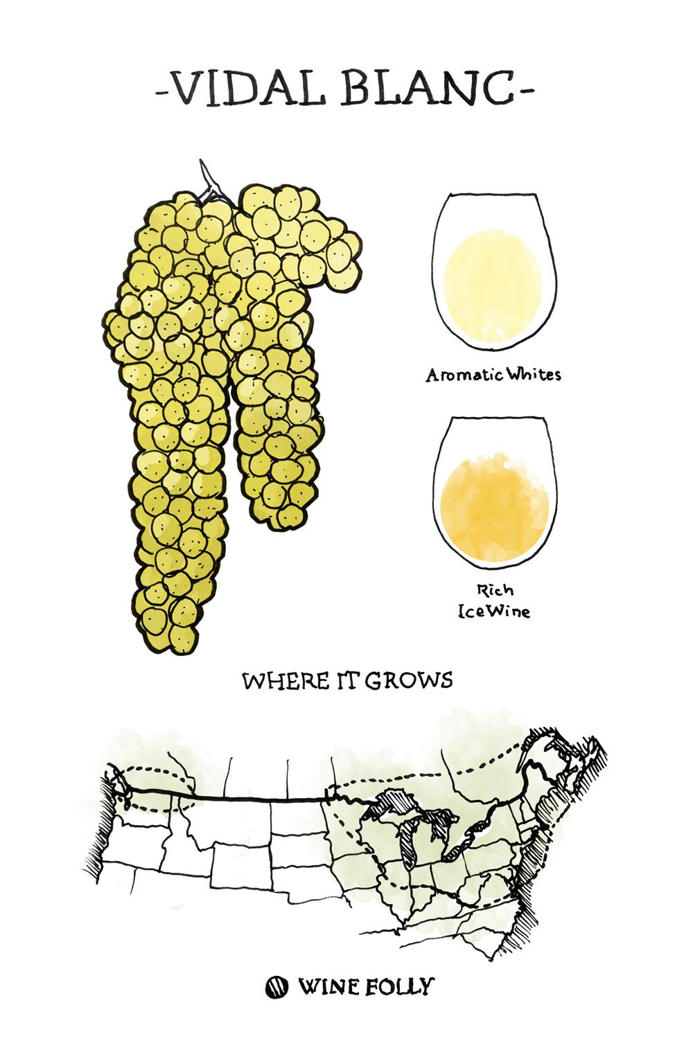 Vidal-blanc Wine Grape Illustration et carte régionale par Wine Folly