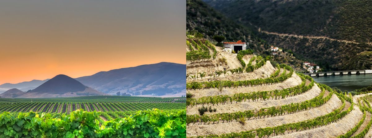 vynuogynai-Edna-slėnyje ir Douro-Portugalijoje