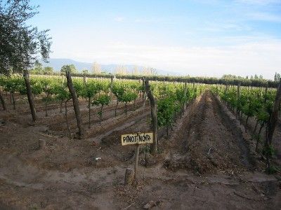 vinogradi modri pinot v Argentini pri Tapizu