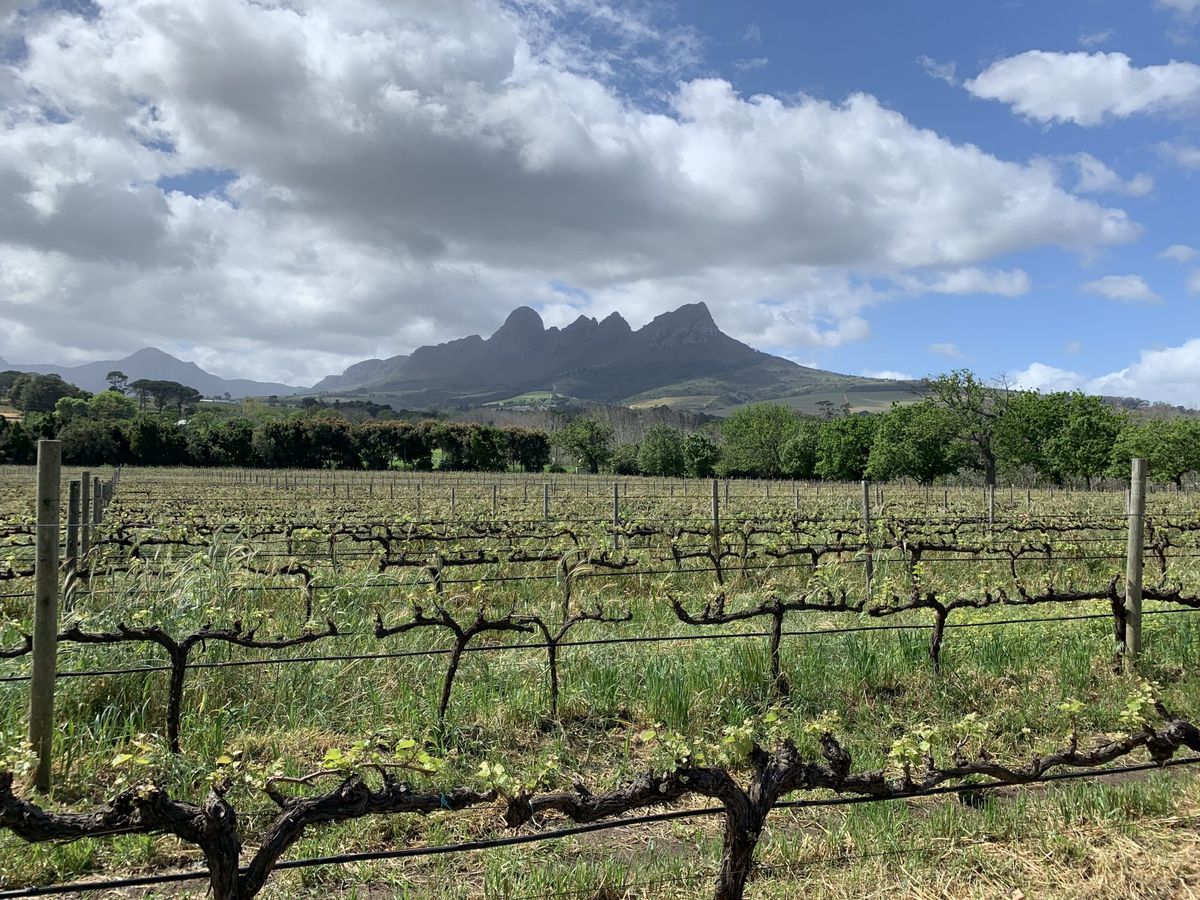 En vingård i Stellenbosch vinregion i Sydafrika