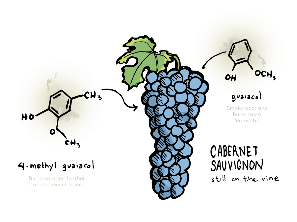 smoke-taint-to-grozdje-ilustracija-winefolly