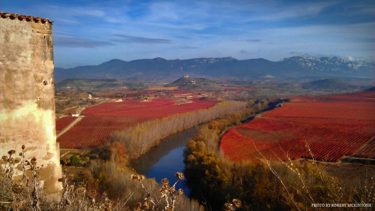 Tempranillo no outono com folhas de uva vermelha em Rioja