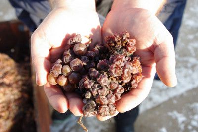 Oraniensteiner-noble-rot-botrytis-grapes
