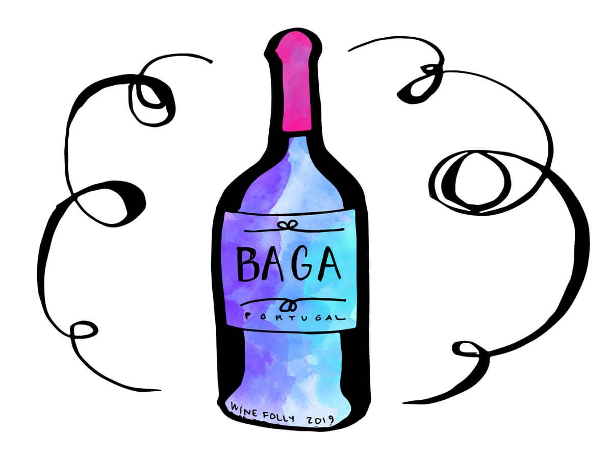 baga-portugal-rødvin-flaske-illustrasjon-vinfolie