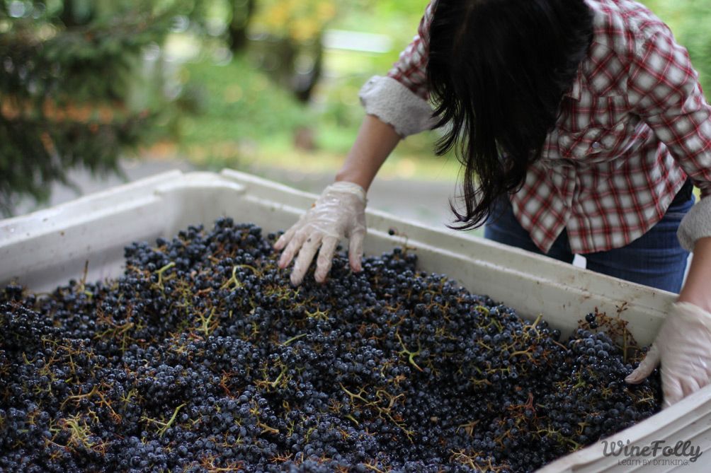 Madeline Puckette rūšiuoja „Klipsum Vineyards“ vynuoges „JM Cellars“