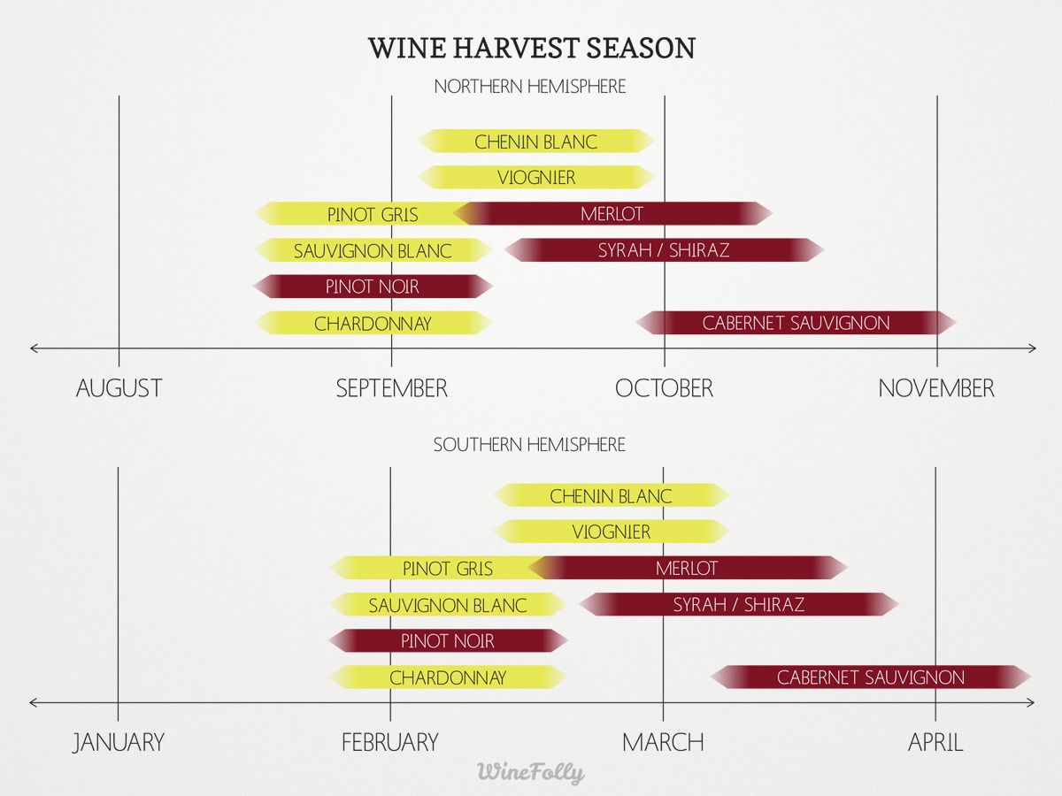 vyno derliaus sezonas