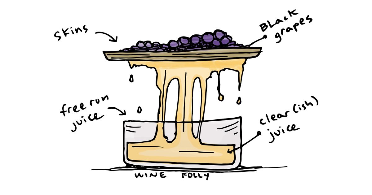 white-pinot-noir-vyno gamyba-iliustracija-winefolly