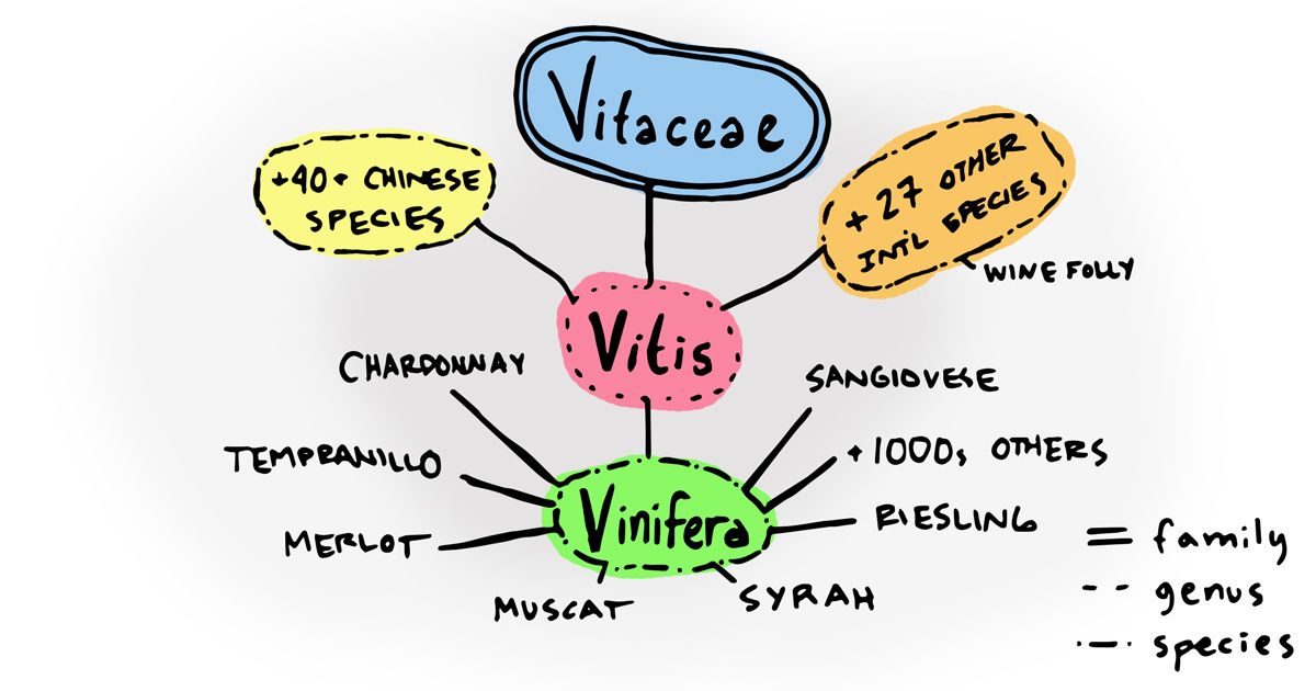 vyno vynuogių-vitis-vinifera-šeimos medžio iliustracija-winefolly