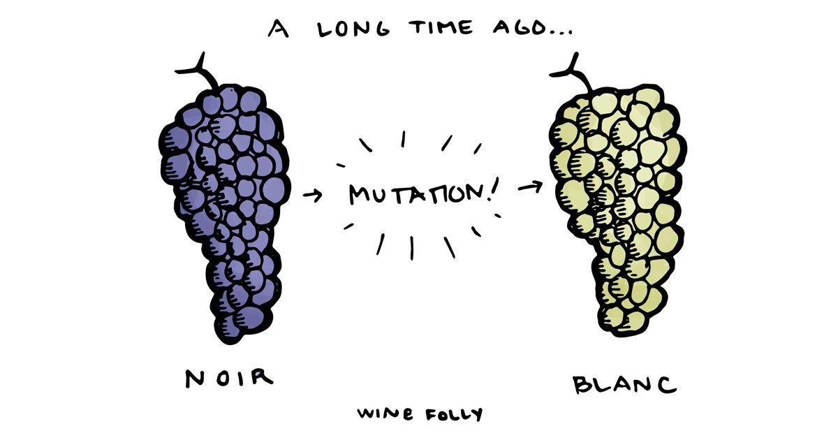 raudona-vyno-vynuoges-vs-baltos-vynuoges-iliustracija-vyno folija