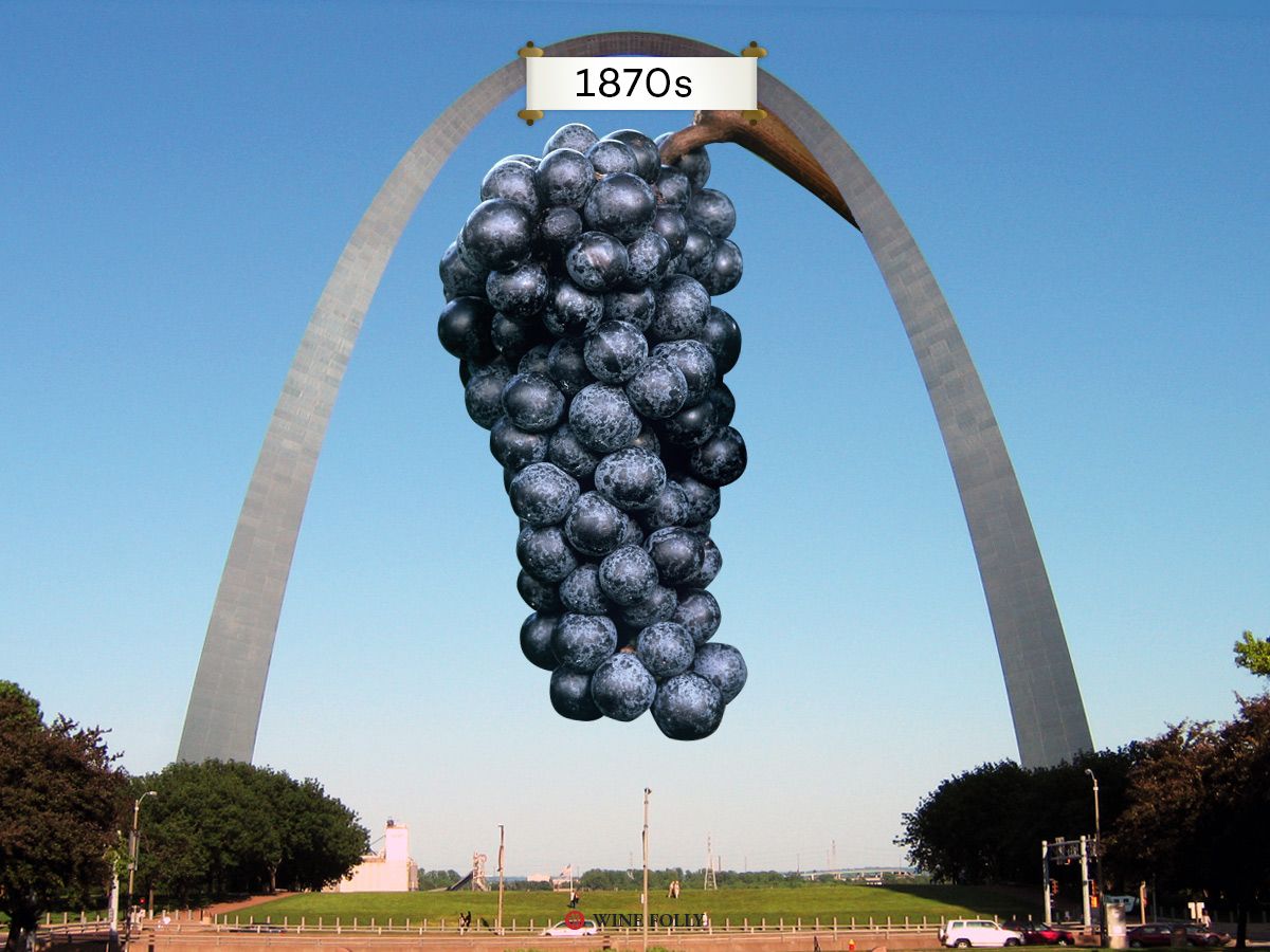 Nous pouvons remercier le Missouri pour avoir sauvé le monde du vin dans les années 1870