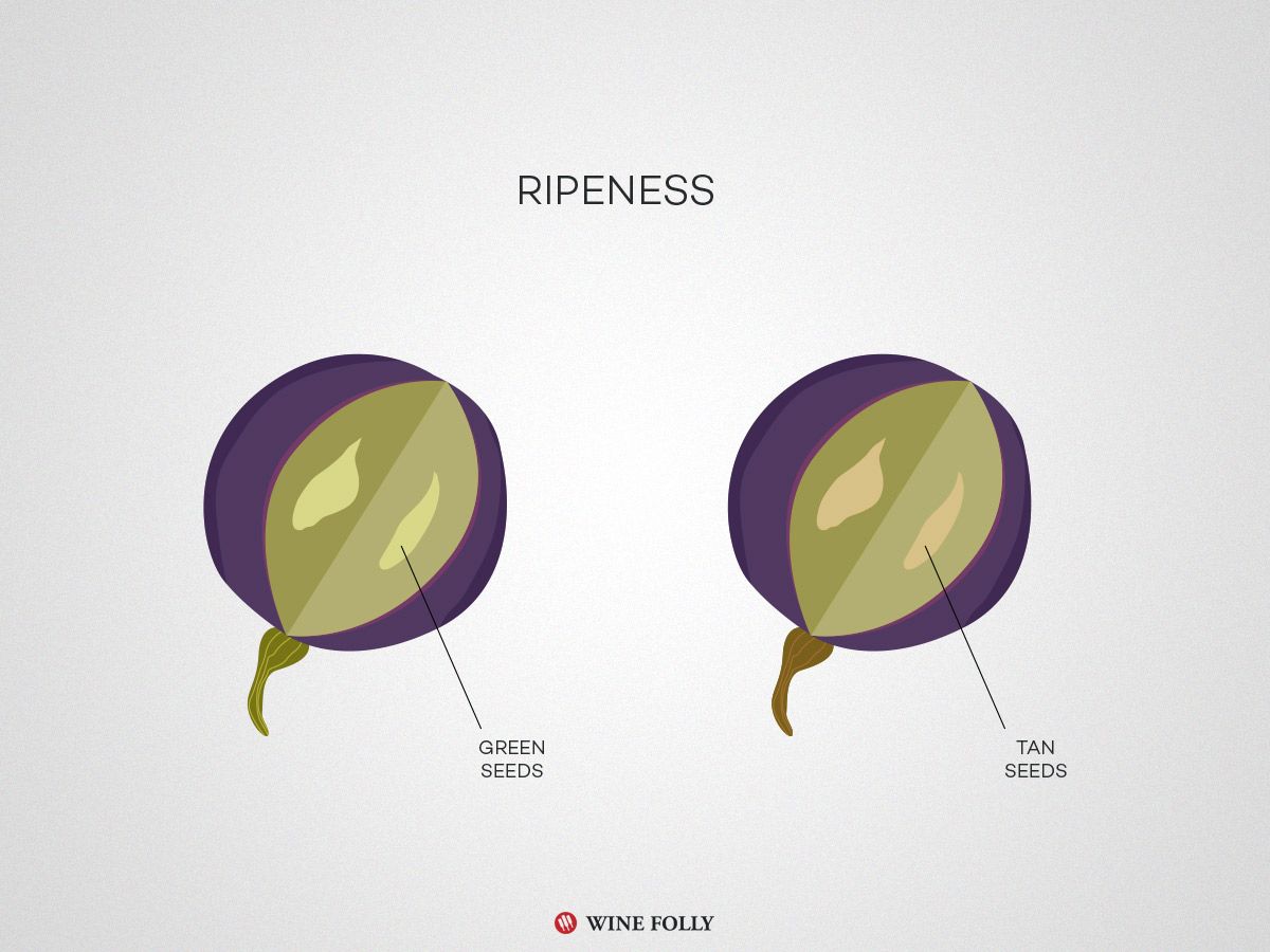 zrelost v vinskem grozdju