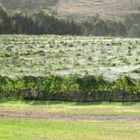Сетки над виноградными лозами или сетка на виноградниках