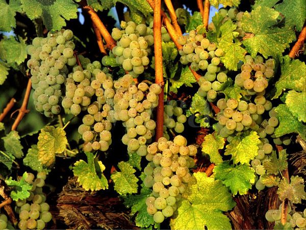 „Sauvignon blanc“ klasteriai yra laisvesni nei „Chardonnay“