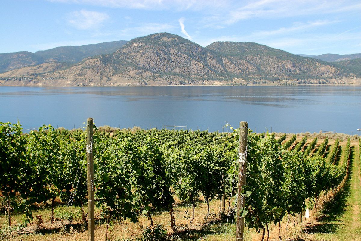 Vineyards nær Okanagan Lake.