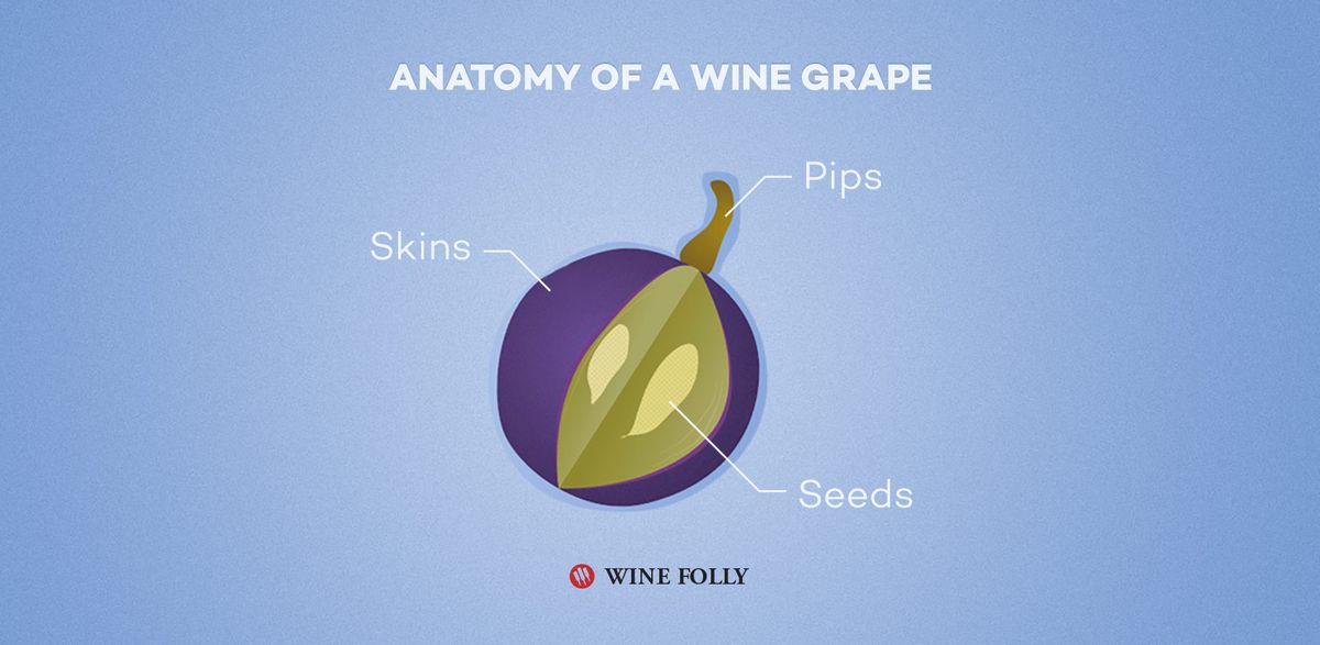 Anatomía de una uva de vino - ilustración de Wine Folly