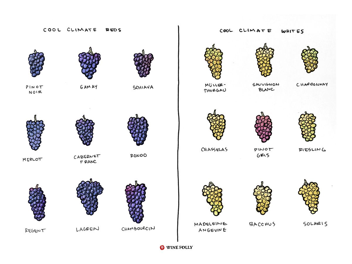 cool-climate-wines-grapes-winefolly