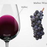 Malbec vynas taurėje su vynuogėmis