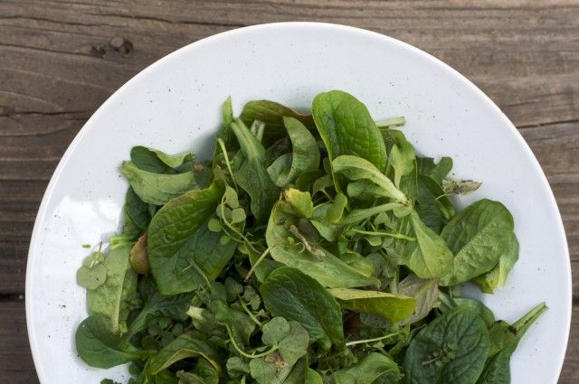 „Chiotsrun“ lapinės žalios salotos
