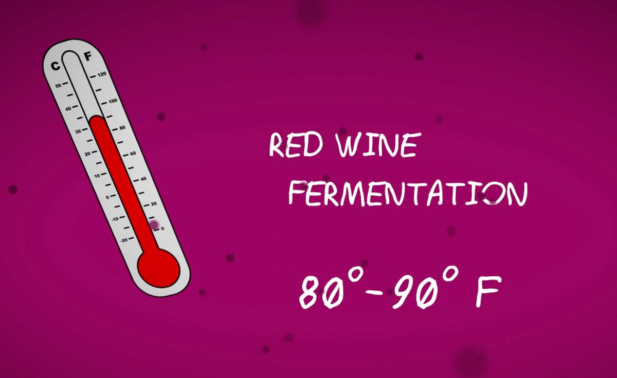 Температура на ферментация на червено вино между 80-90 F