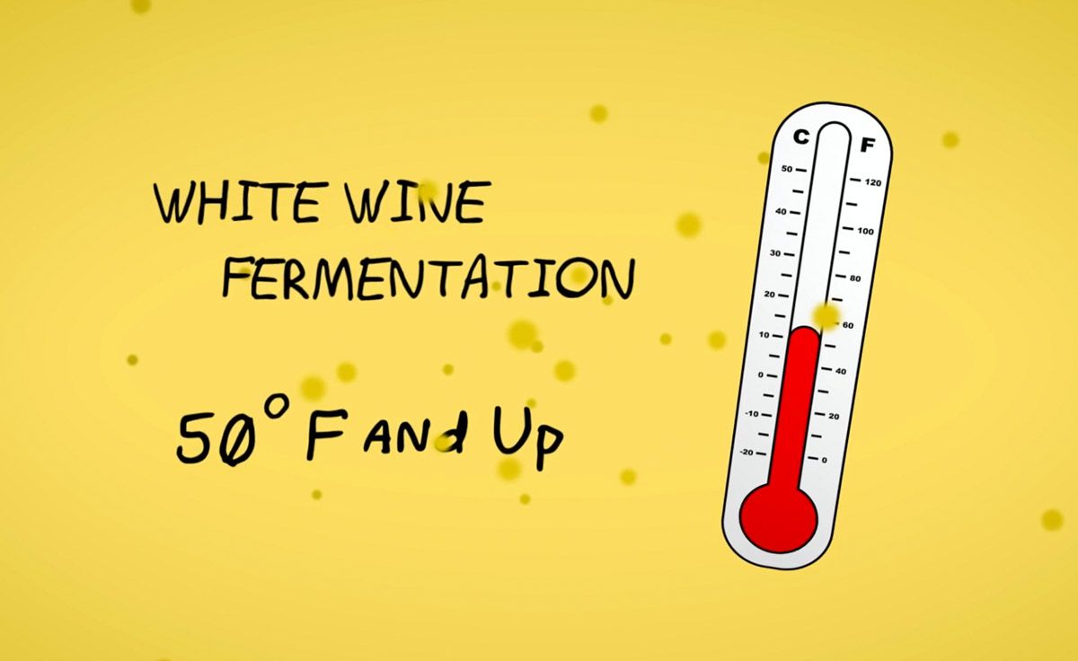 Ферментациите на бяло вино са по-студени от червените вина при около 50 F и повече