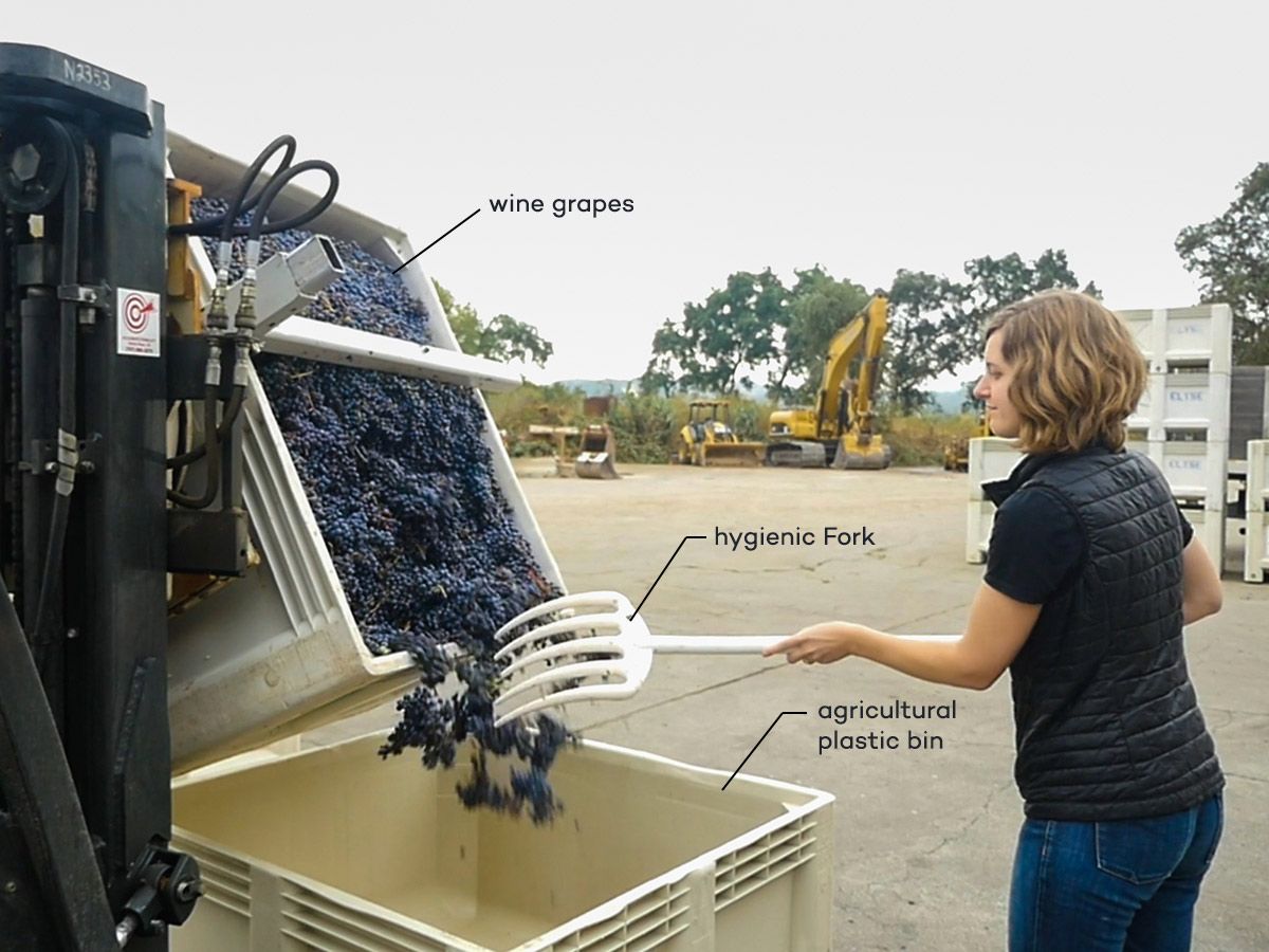 ワイナリー用のワイン用ブドウと衛生的なフォークが付いた農業用プラスチックビン
