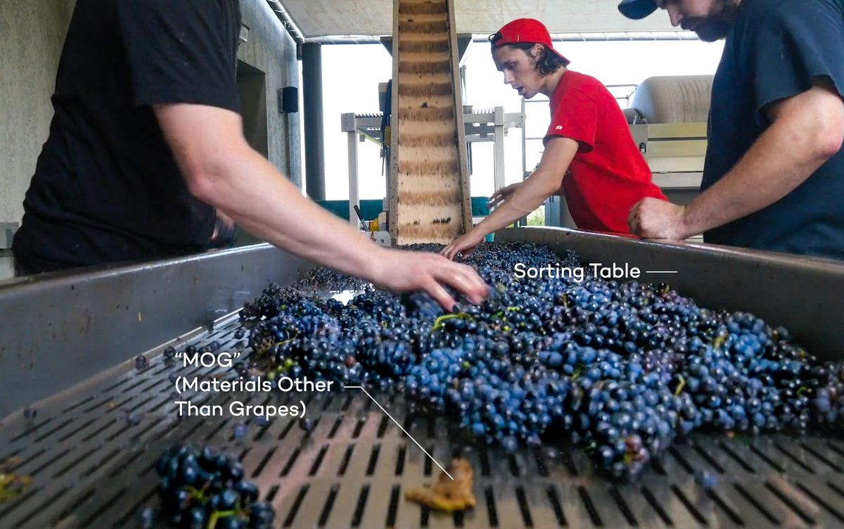 Маса за сортиране на грозде за вино с каберне совиньон в Sonoma и MOG (материали, различни от грозде)