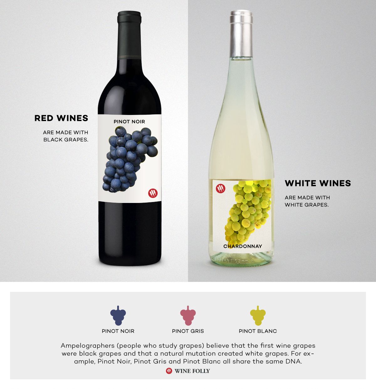Comparación de vino tinto vs vino blanco Pinot Noir y Chardonnay por Wine Folly