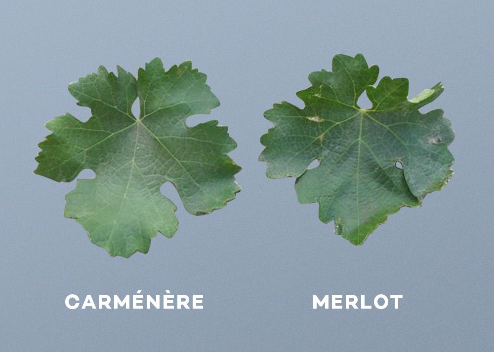 carmenere-merlot-leaf