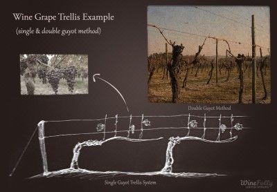 single-and-double-guyot-trellis-method-wine-grape-trellis