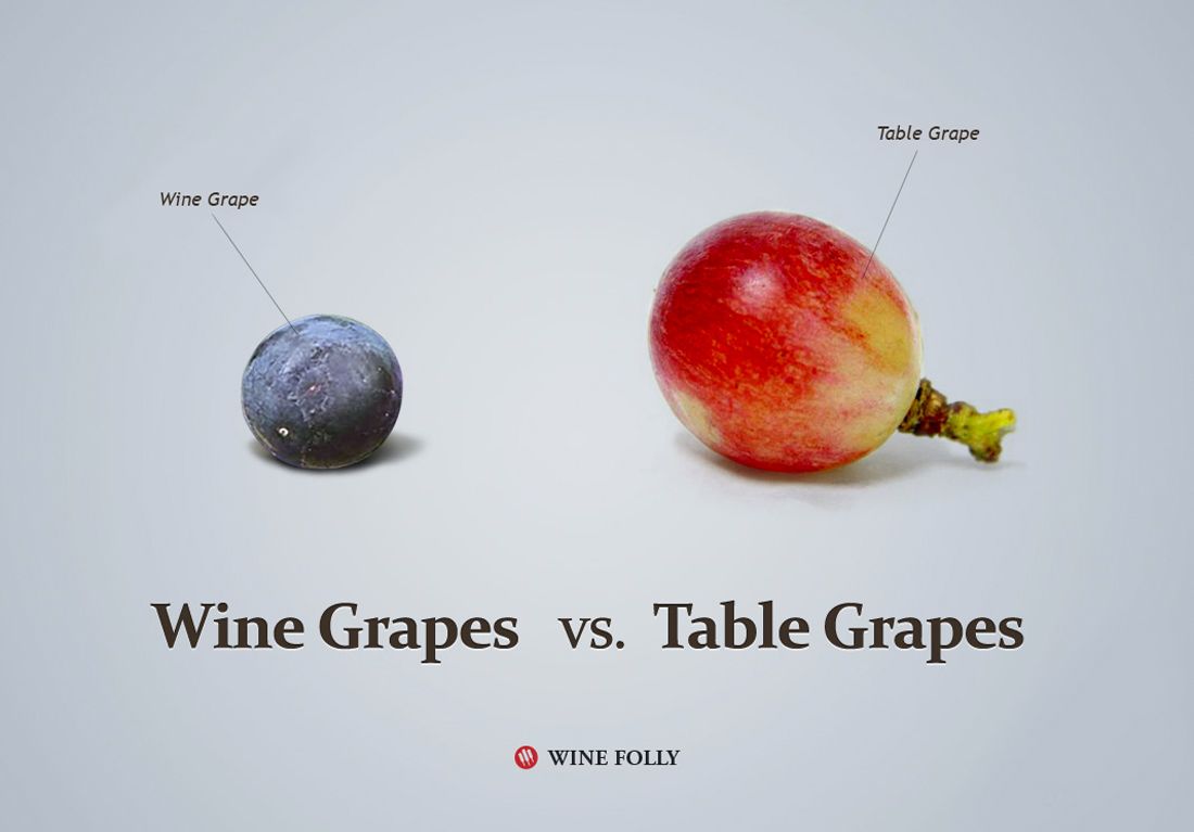 Vinné hrozno vs. stolové hrozno Obrázok spoločnosti Wine Folly