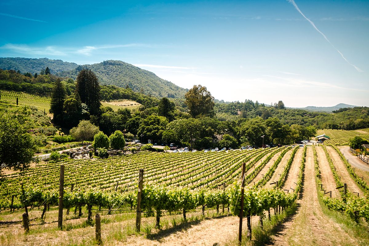 Sonoma-vinice-vinice-country-by-trent-erwin
