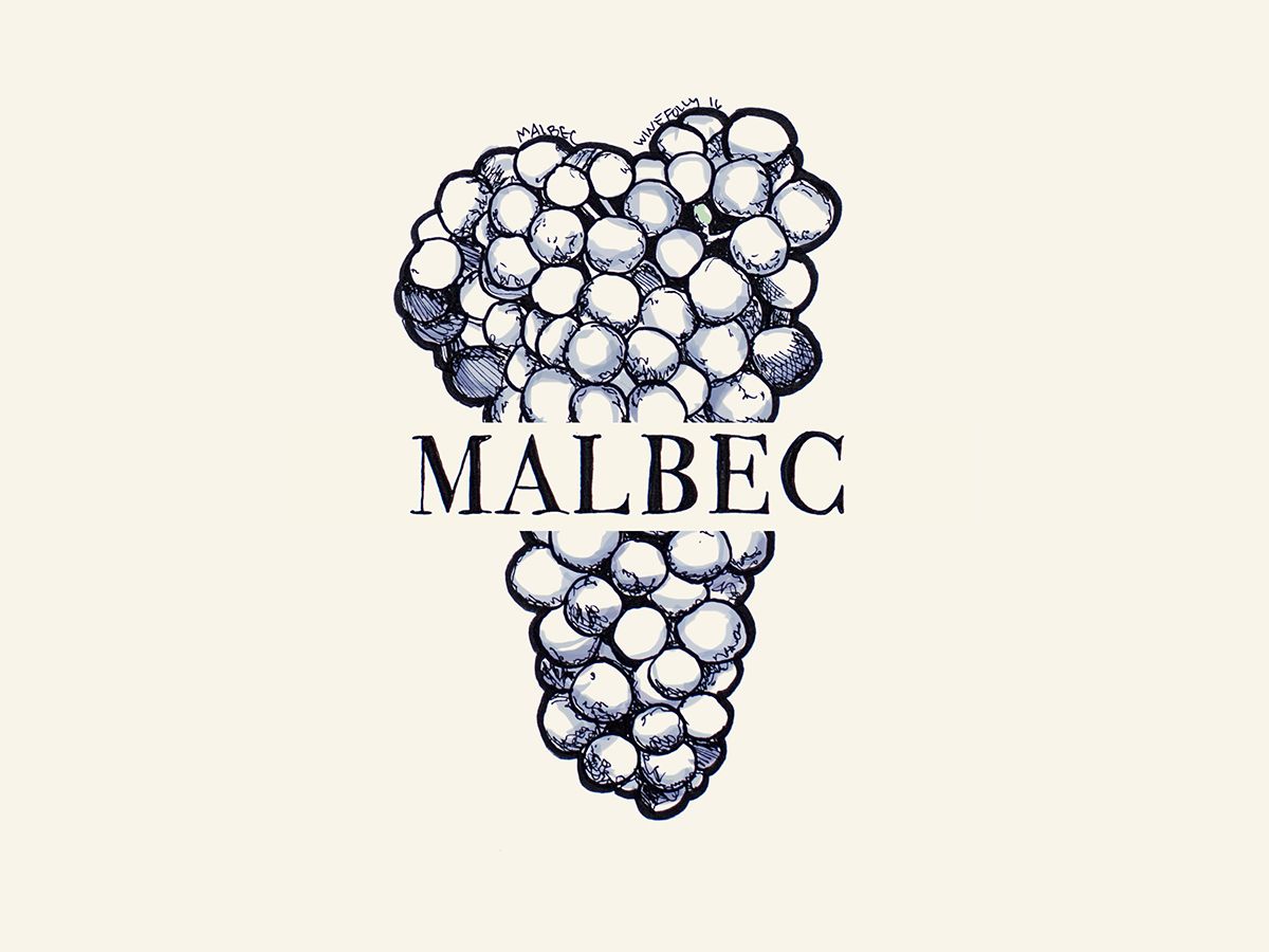 Malbec vīna vīnogu ilustrācija - Wine Folly