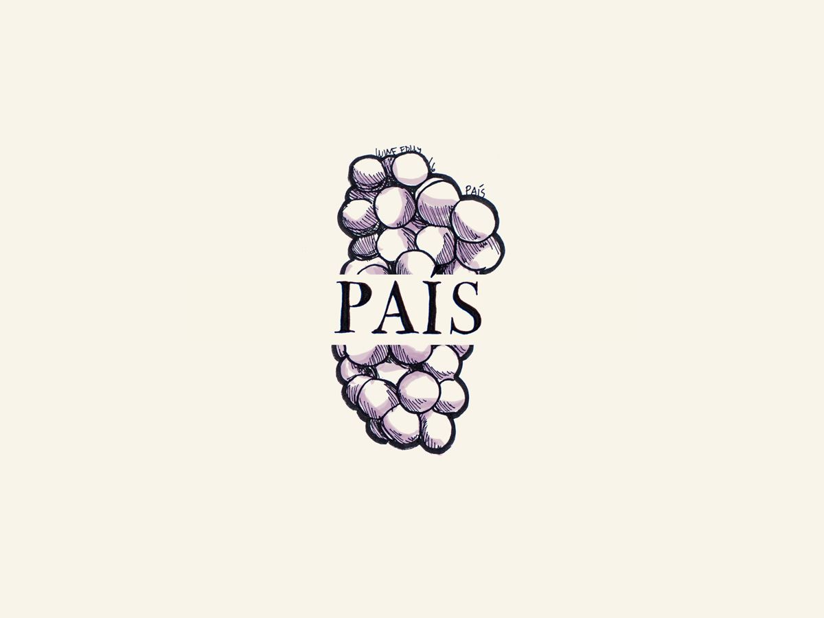 Pais (aka Mission, Misíon, Criolla) vīna vīnogu ilustrācija - Wine Folly