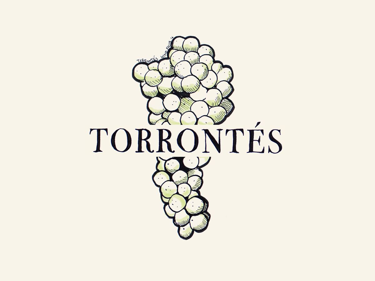 Torrontes vīna vīnogu ilustrācija - Wine Folly