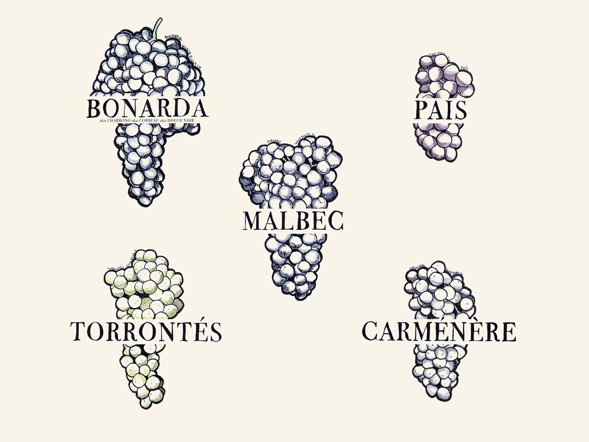 Pietų Amerikos vyno vynuoges žinoti