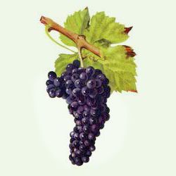 Mondeuse Винено грозде от Савоя
