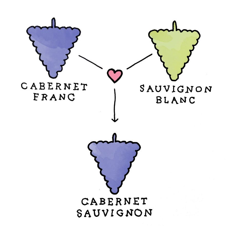 Cabernet Sauvignon Parentage - nho minh họa bởi Wine Folly